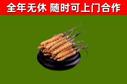 中卫市回收散虫草